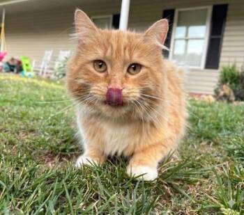 Domestic Long Hair and Domestic Short Hair Cats Available for Adoption in Wilkesboro, North Carolina - Aslan | PetCurious