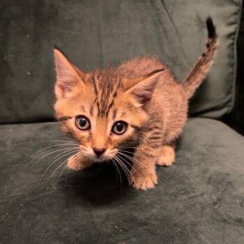 Squirrel -  Domestic Short Hair Cat for Adoption in Garfield, Arkansas - Squirrel | PetCurious