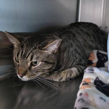 Domestic Short Hair Cats Available for Adoption - Milo | PetCurious