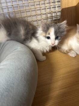 Spunky  (th) -  Domestic Short Hair Cat for Adoption in White Bluff, Tennessee - Spunky  (th) | PetCurious