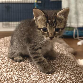 Domestic Short Hair Cats Available for Adoption in Austin, Texas - Umbu 7 | PetCurious