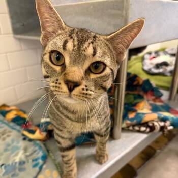 Domestic Short Hair Cats Available for Adoption in Pittsburgh, Pennsylvania - Herold And Beeble | PetCurious