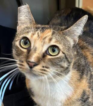 Moon Shell -  Domestic Short Hair Cat for Adoption in Walnut Creek, California - Moon Shell | PetCurious