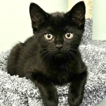 JAYNEE -  Domestic Short Hair Cat for Adoption in Delhi, Ontario - JAYNEE | PetCurious