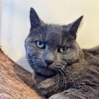 Rescue Domestic Short Hair Cats for Adoption in Alexandria, Virginia - Winnie | PetCurious