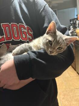 Rescue Tabby Cats for Adoption in Fresno, California - Princeton | PetCurious