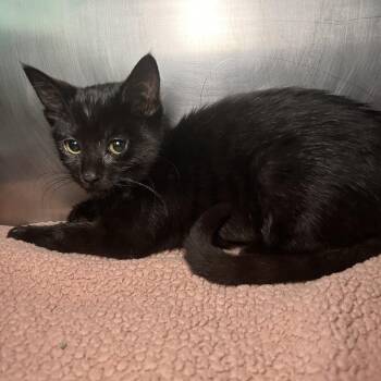 Low Tom -  Domestic Short Hair Cat for Adoption in Matteson, Illinois - Low Tom | PetCurious