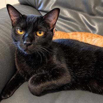 Nyx -  Domestic Short Hair Cat for Adoption in Antioch, California - Nyx | PetCurious