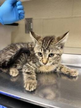 Barnaby -  Domestic Short Hair Cat for Adoption in Wichita, Kansas - Barnaby | PetCurious