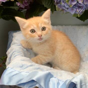 Domestic Short Hair Cats Available for Adoption in Tustin, California - Andy | PetCurious