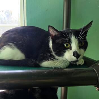 Midnight -  Domestic Short Hair Cat Available for Adoption in Melrose, Florida - Midnight | PetCurious