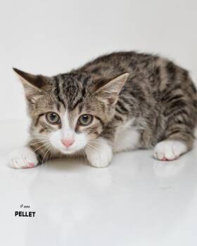 Pellet -  Domestic Short Hair Cat for Adoption in Boone, Iowa - Pellet | PetCurious
