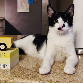 Charlie -  Domestic Short Hair and Siamese Cat for Adoption in Lewisville, Texas - Charlie | PetCurious
