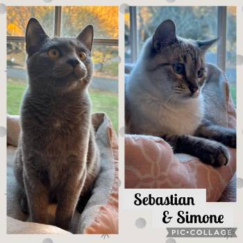 Rescue Siamese and Russian Blue Cats for Adoption in Allentown, New Jersey - Simone & Sebastian | PetCurious