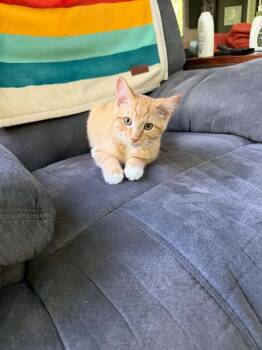 George W -  Domestic Short Hair Cat for Adoption in Muskegon, Michigan - George W | PetCurious