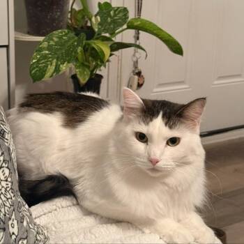 Bella -  Domestic Short Hair Cat for Adoption in Carlin, Nevada - Bella | PetCurious