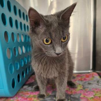 Domestic Medium Hair Cats Available for Adoption in Williston, Florida - Tally | PetCurious