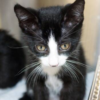 Lola -  Domestic Short Hair Cat for Adoption in West Palm Beach, Florida - Lola | PetCurious