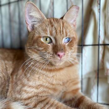 Domestic Short Hair Cats Available for Adoption - Sunny | PetCurious