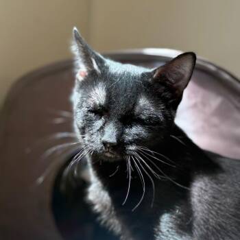 Tumeric -  Domestic Short Hair Cat for Adoption in Chicago, Illinois - Tumeric | PetCurious