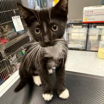 Brocade -  Domestic Short Hair Cat for Adoption in Spokane, Washington - Brocade | PetCurious