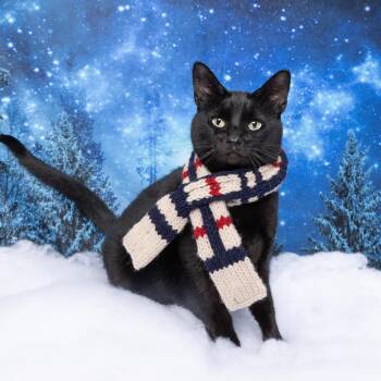 Domestic Short Hair Cats Available for Adoption - Loretta Jean | PetCurious