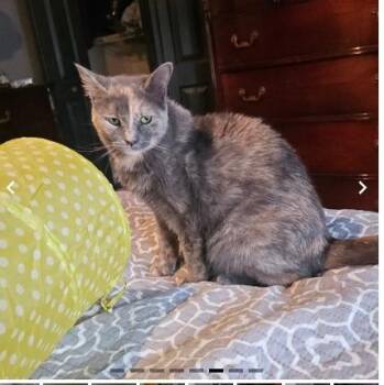 Domestic Short Hair Cats Available for Adoption in Camp Hill, Pennsylvania - Buttercream | PetCurious