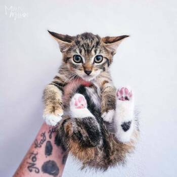 Imani -  Domestic Short Hair Cat for Adoption in Spokane, Washington - Imani | PetCurious