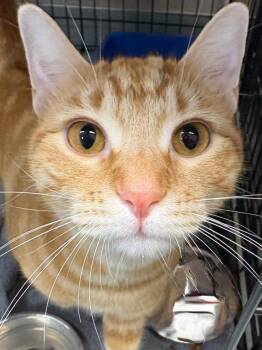 Nino -  Domestic Short Hair Cat for Adoption in Little Rock, Arkansas - Nino | PetCurious