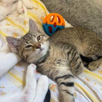 Domestic Short Hair Cats Available for Adoption in Pekin, Illinois - Chevy | PetCurious