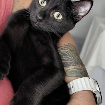 Lilac -  Domestic Short Hair Cat for Adoption in Larkfield-wikiup, California - Lilac | PetCurious