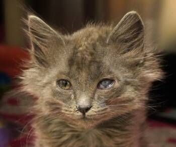 Rescue Domestic Short Hair Cats for Adoption in Eugene, Oregon - Wing-Ding | PetCurious