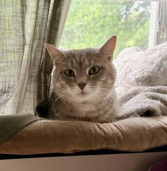 Lily -  Domestic Short Hair Cat for Adoption in Queenstown, Maryland - Lily | PetCurious