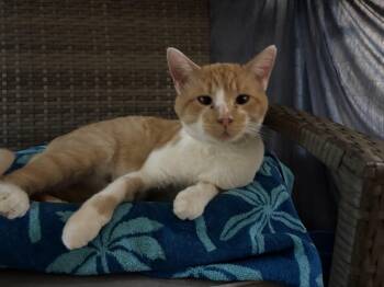 Steve... big guy ready for a family -  Domestic Short Hair Cat for Adoption in Palm Coast, Florida - Steve... Big Guy Ready For A Family | PetCurious