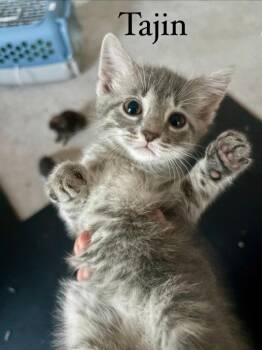 Domestic Short Hair Cats Available for Adoption in Lovingston, Virginia - Tajin | PetCurious