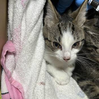 Marta -  Domestic Short Hair Cat for Adoption in Newark, New Jersey - Marta | PetCurious