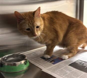 TEFLON -  Domestic Short Hair Cat for Adoption in Houston, Texas - TEFLON | PetCurious