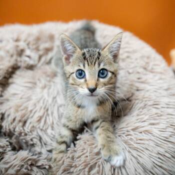 John -  Domestic Short Hair Cat for Adoption in Gainesville, Georgia - John | PetCurious