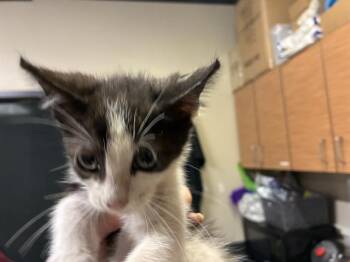 A611677 -  Domestic Short Hair Cat for Adoption in Modesto, California - A611677 | PetCurious