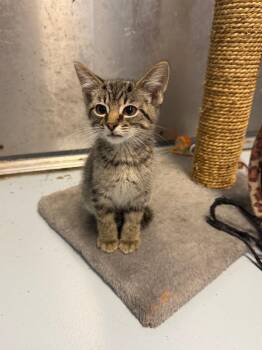 Whicker -  Domestic Short Hair Cat for Adoption in Greenwood, Mississippi - Whicker | PetCurious