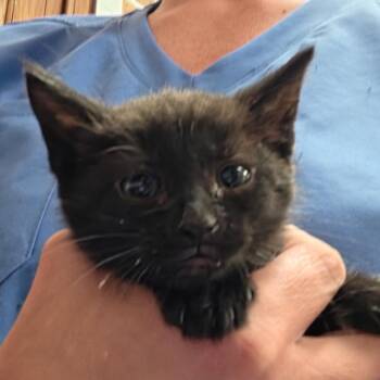 Crescent 060424U -  Domestic Short Hair Cat for Adoption in Tupelo, Mississippi - Crescent 060424U | PetCurious