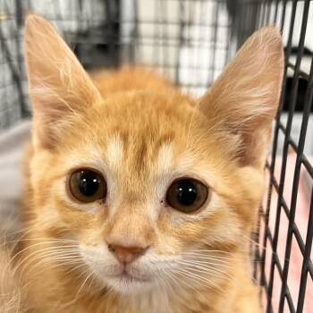 108811 -  Domestic Short Hair Cat for Adoption in Las Cruces, New Mexico - 108811 | PetCurious