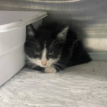 Draina -  Domestic Short Hair Cat for Adoption in Corbin, Kentucky - Draina | PetCurious