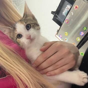 Foxy -  Domestic Short Hair Cat for Adoption in Wappingers Falls, New York - Foxy | PetCurious