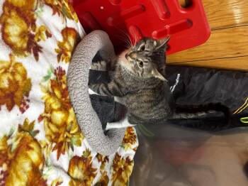 Lady Violet -  Domestic Short Hair Cat for Adoption in Fort Madison, Iowa - Lady Violet | PetCurious