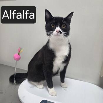 Alfalfa -  Domestic Short Hair Cat for Adoption in Snow Hill, North Carolina - Alfalfa | PetCurious