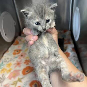Domestic Short Hair Cats Available for Adoption in Redwood City, California - Sneezy | PetCurious