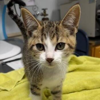 Calvin -  Domestic Short Hair Cat for Adoption in Owosso, Michigan - Calvin | PetCurious