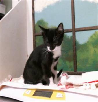 KYLE REN -  Domestic Short Hair Cat for Adoption in Houston, Texas - KYLE REN | PetCurious