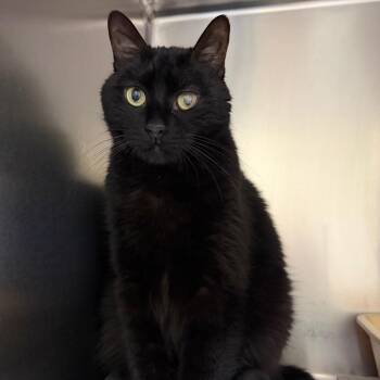 Brutus -  Domestic Medium Hair Cat for Adoption in Lake Jackson, Texas - Brutus | PetCurious